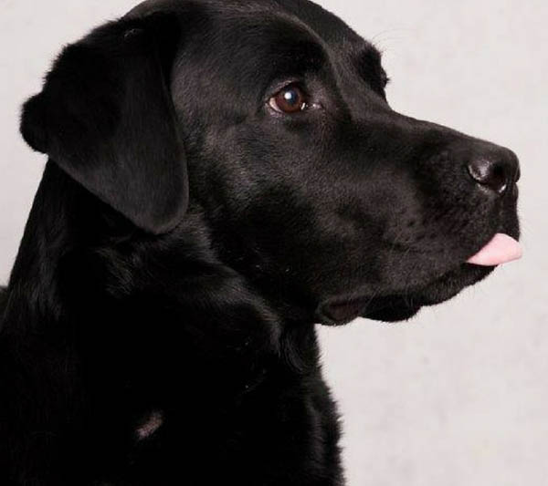 carli-zunge-533x600-min